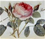 Redoute Rose Tea for One